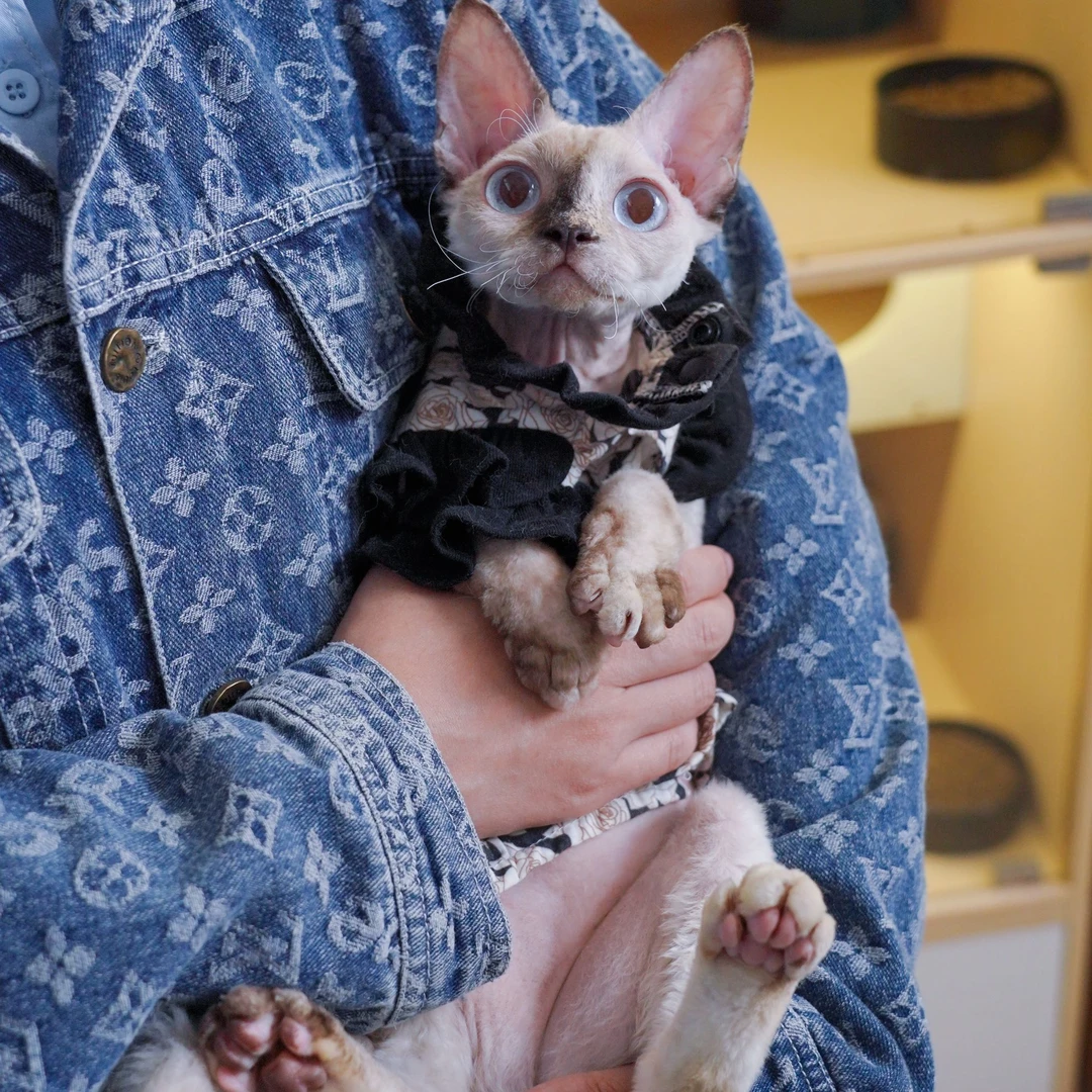 山楂妹妹  德文卷毛猫