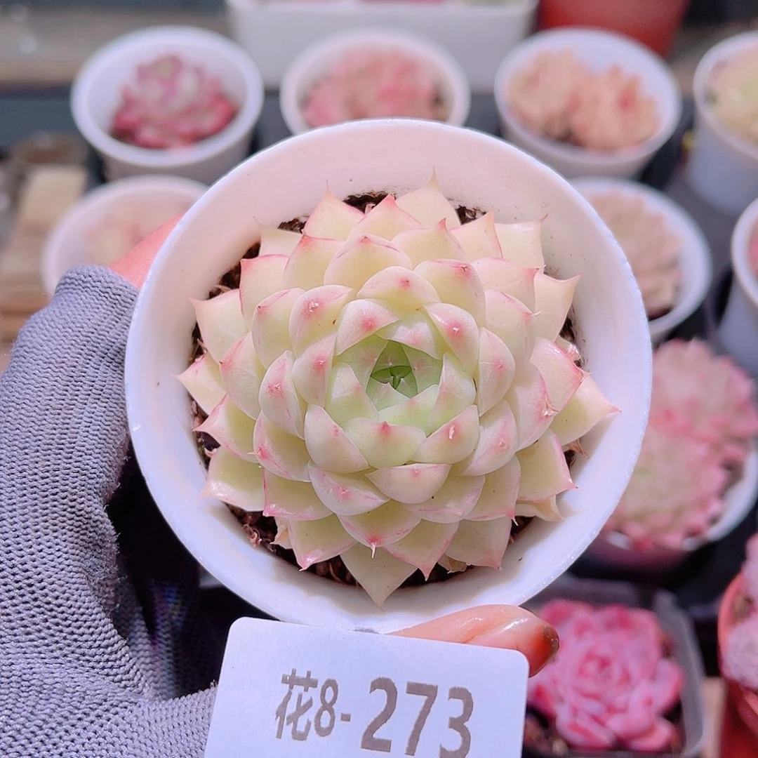 花08-273女王单头