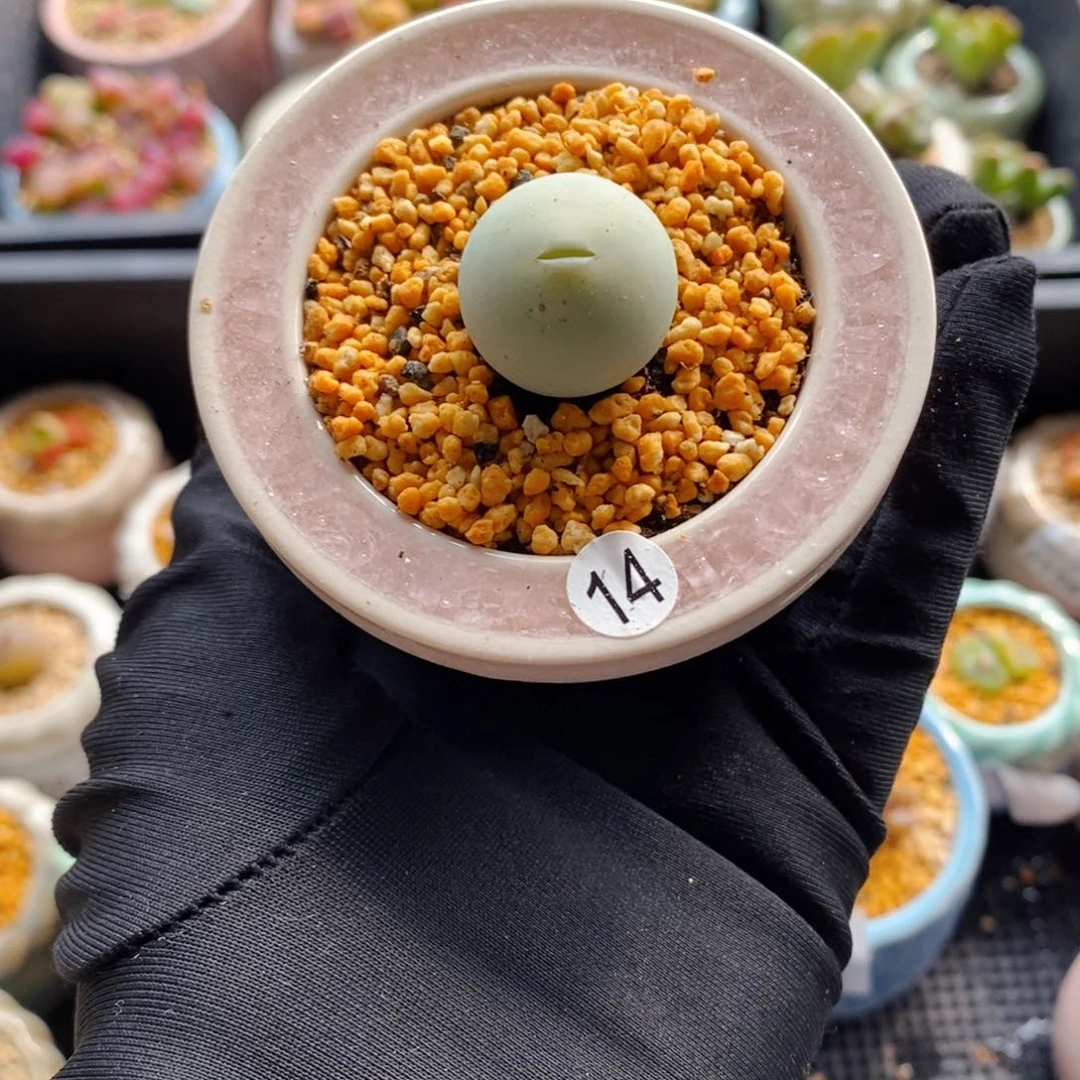 7303--一物一拍 带盆