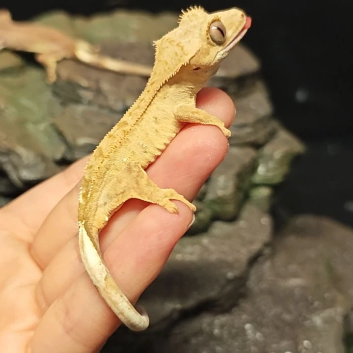 睫角守宫微瑕缺脚指甲