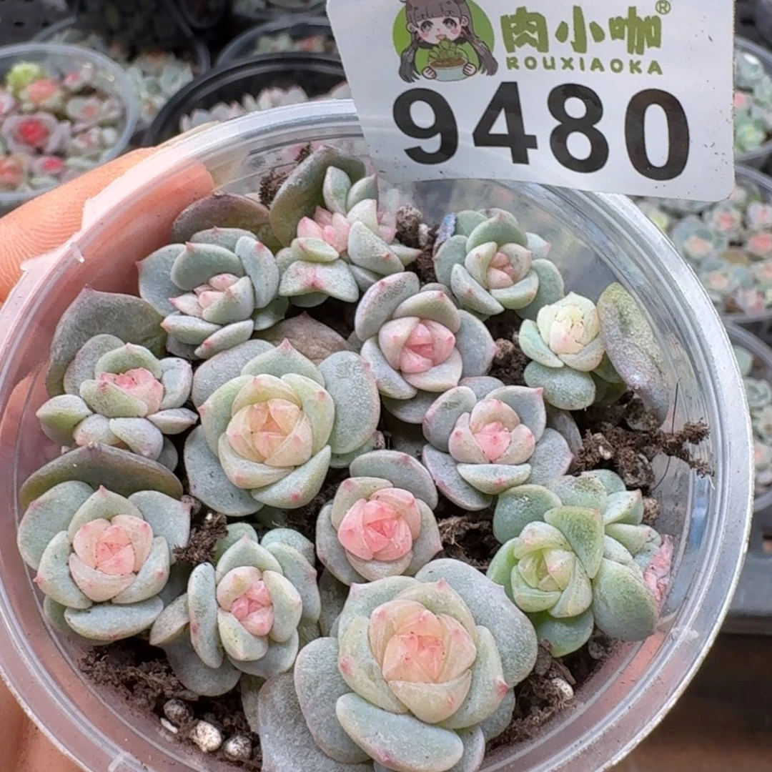多肉植物多肉植物