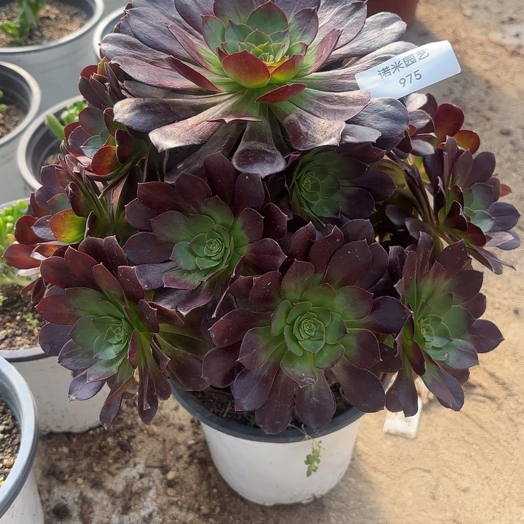 黑美人手捧多肉植物975