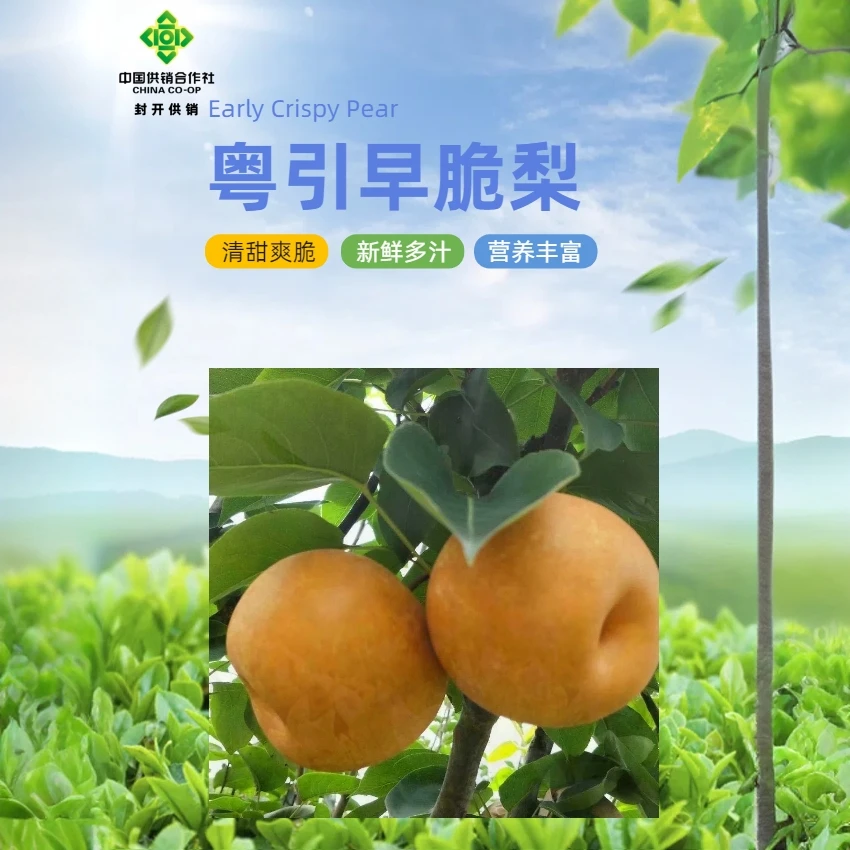 封开特产新鲜现摘早脆梨果园直发梨子生鲜水果10斤装甜脆果包邮
