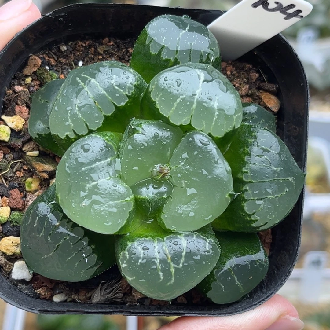 104姬翠寿福利专场