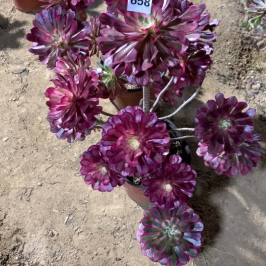 658法师多肉红铜超白