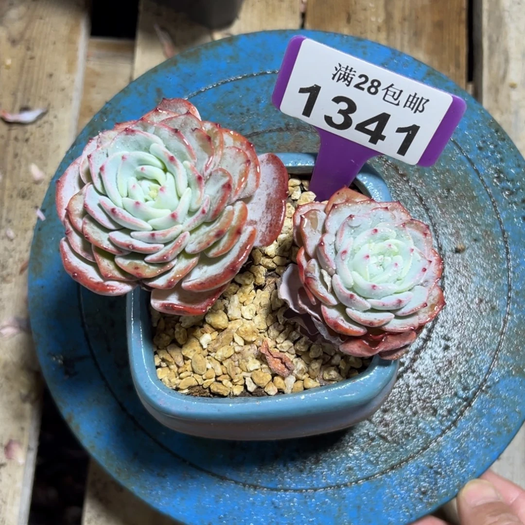 1341海棠花，冠服12