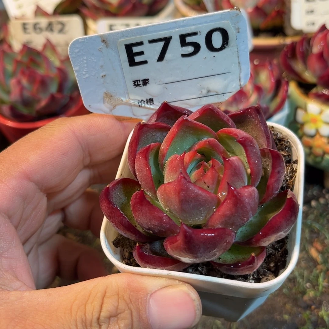 惊鸿一瞥750号多肉