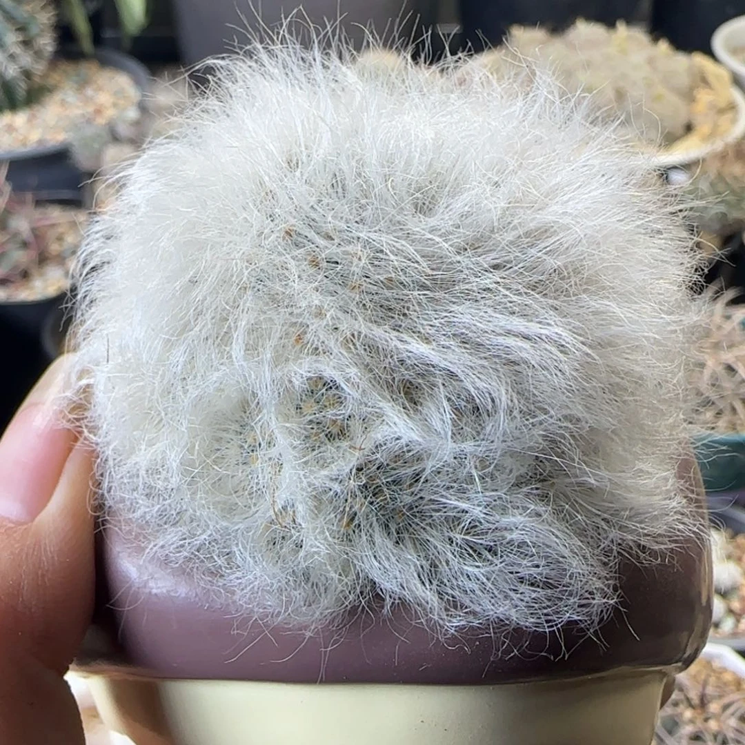 031自根无刺丽光殿多肉