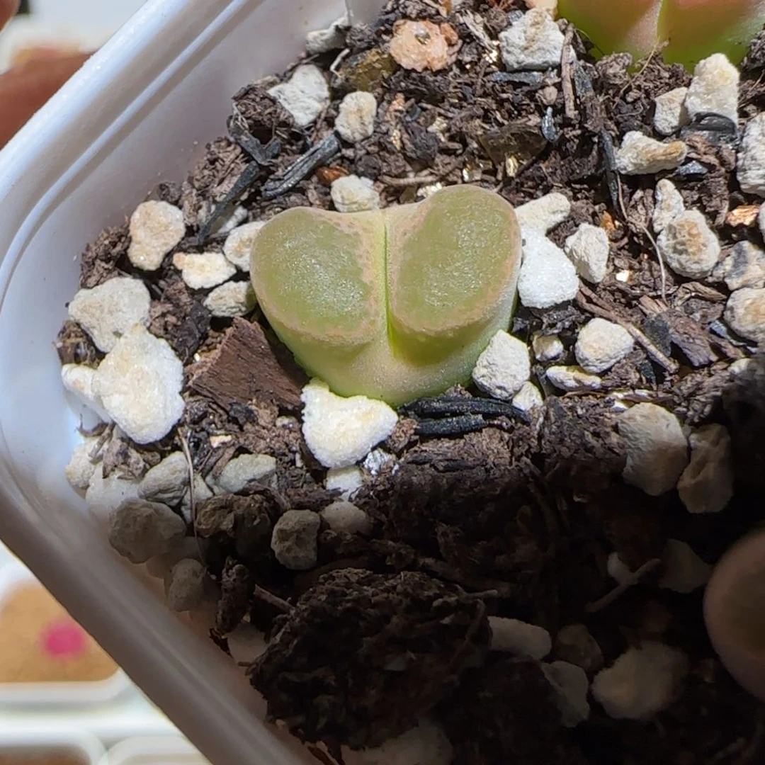 微木园艺多肉-磁铁411