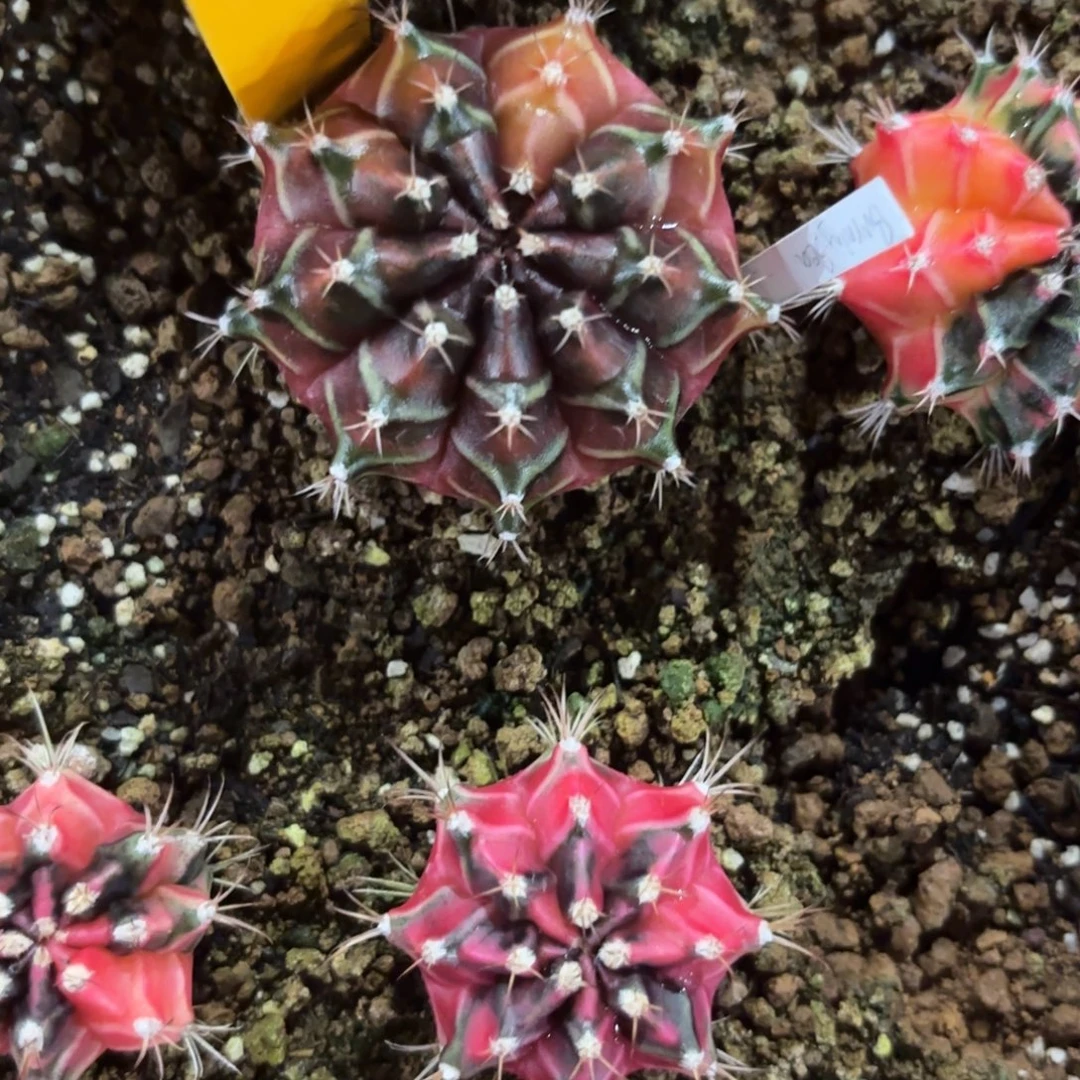 姑***爷8-1127泰国发货多肉