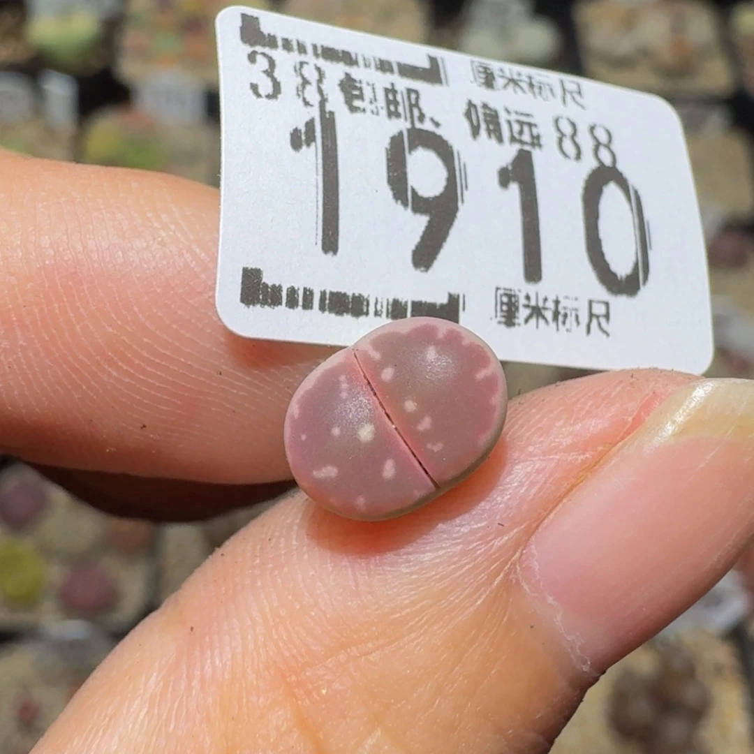 斗***者Ssss精品生石花1910