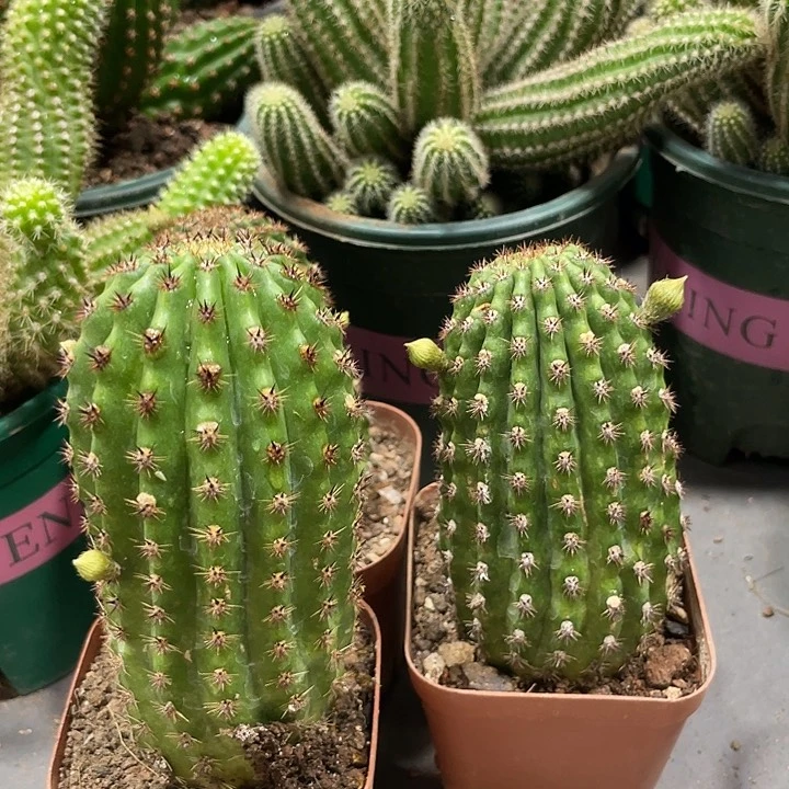 自根奈何之花欧系金妞带花苞