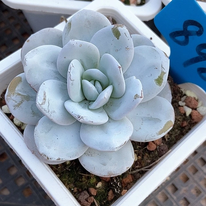 多肉植物雪莲898