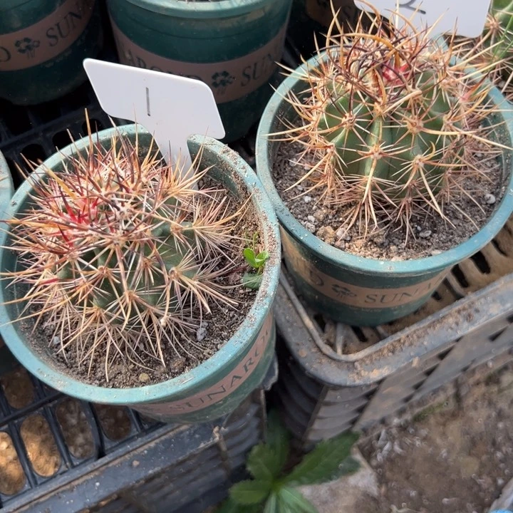 乐*乐两个林氏幻虾仙人球1-2-4-5