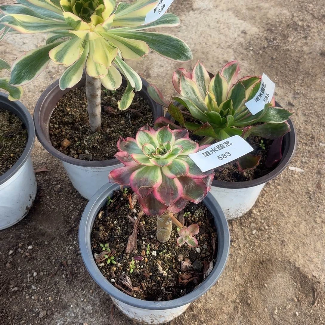 蓝***婷燕子锦魅影七彩无毒锦多肉植物583-84-85