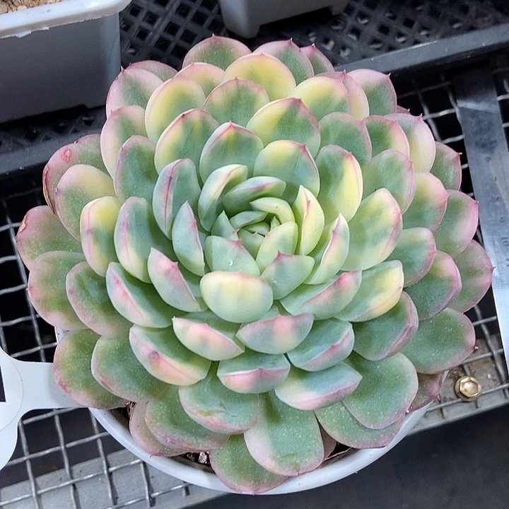 草莓冰花脸锦多肉植物