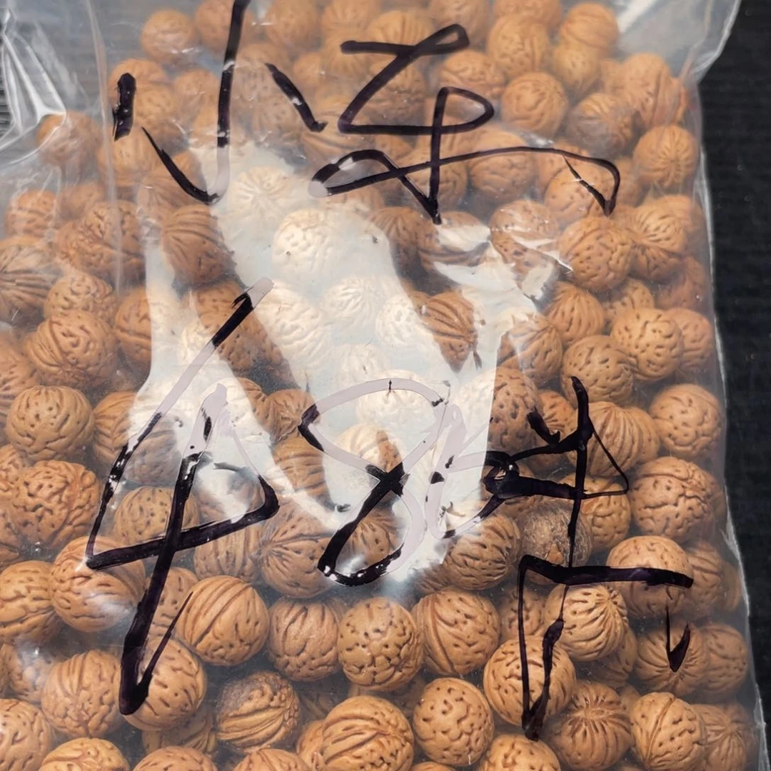 【闪购商品】小****儿小桃核散子批发480