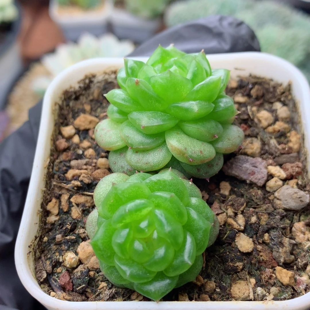 58包邮  群生不包整灯泡珍妮12