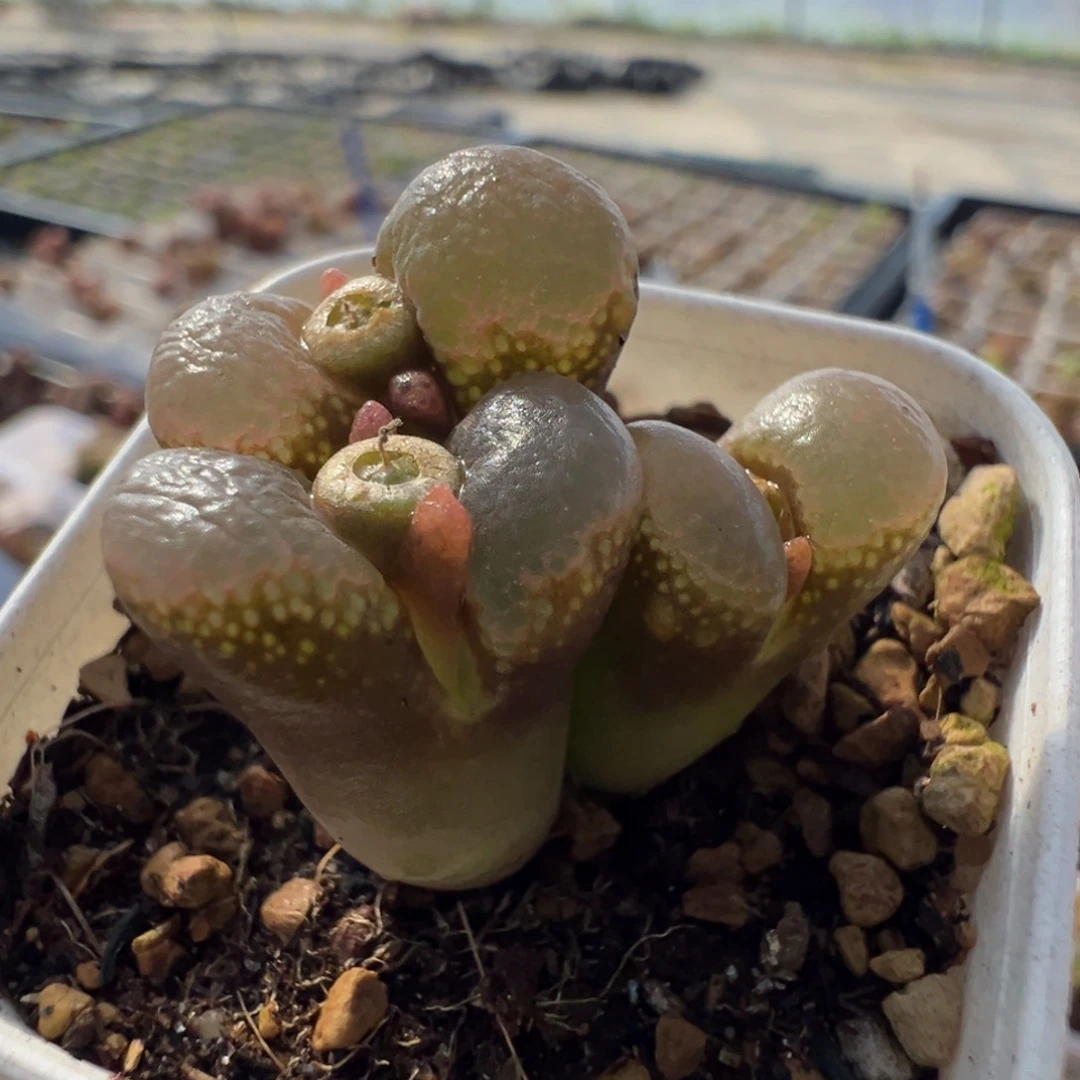 1大型红风铃母本一物一拍