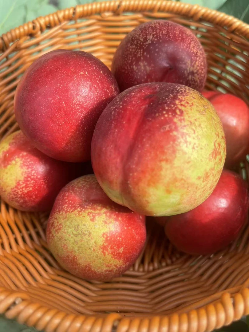 脆油桃新鲜现采脆甜多汁清香爽口水果