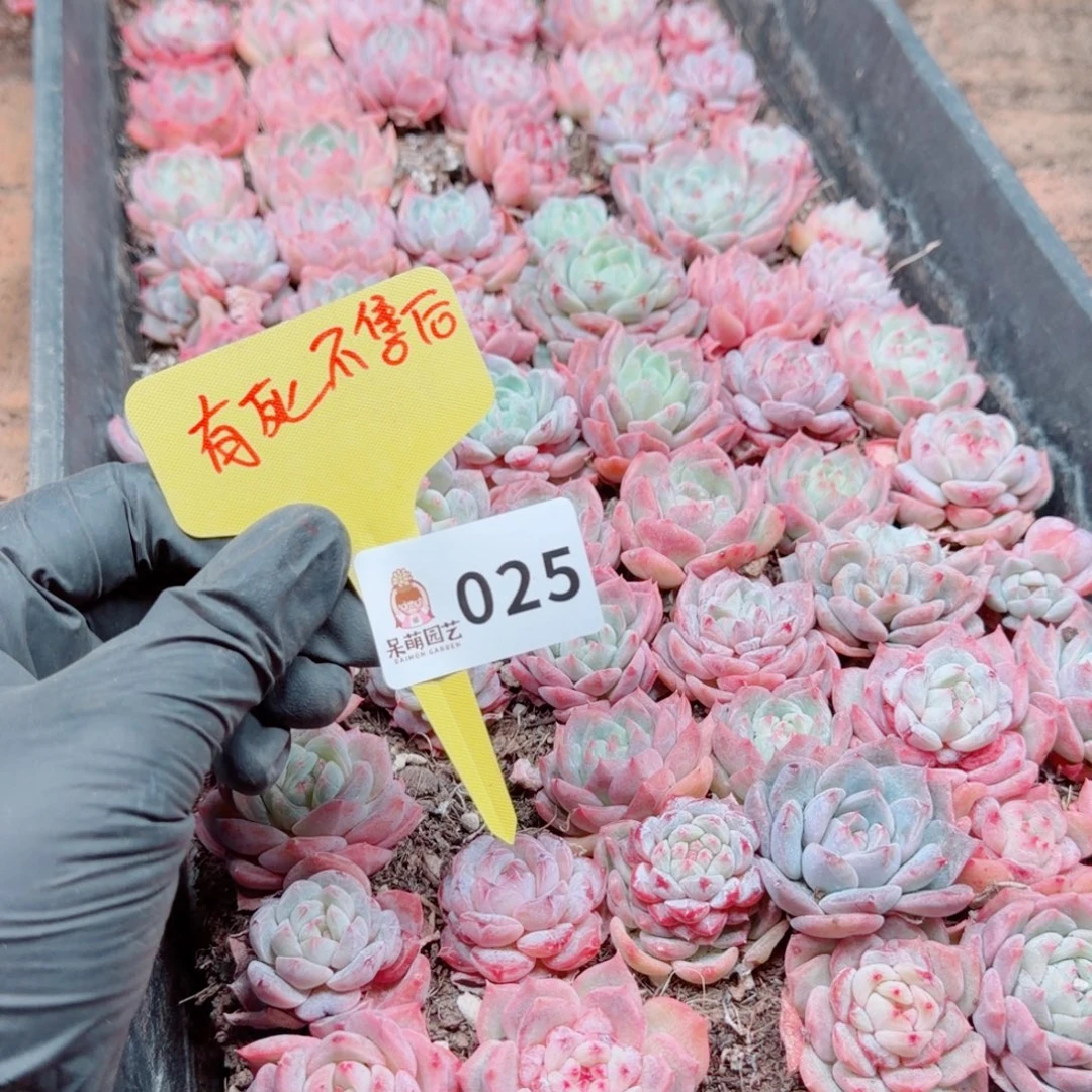 多肉植物多肉植物