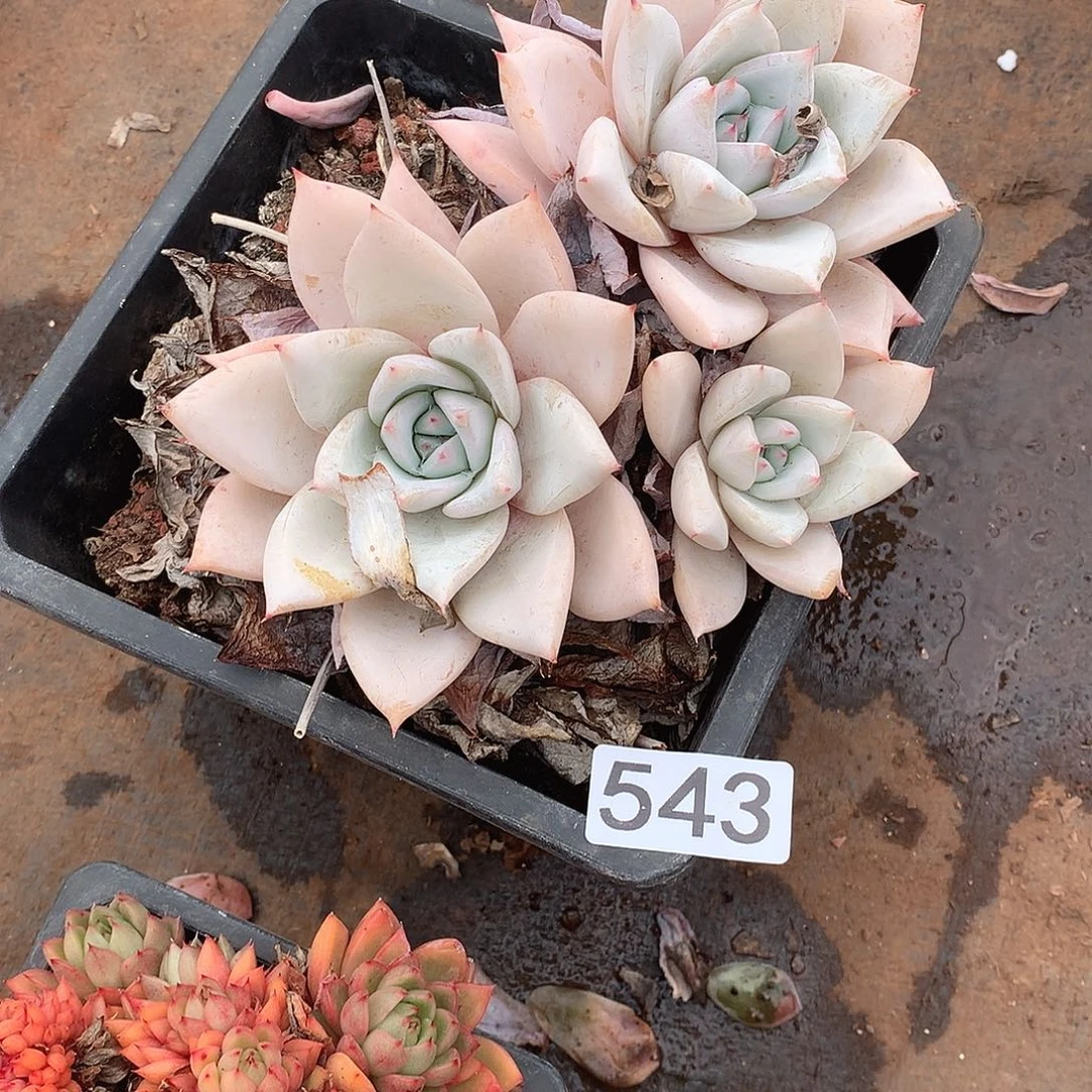 543 一物一拍多肉