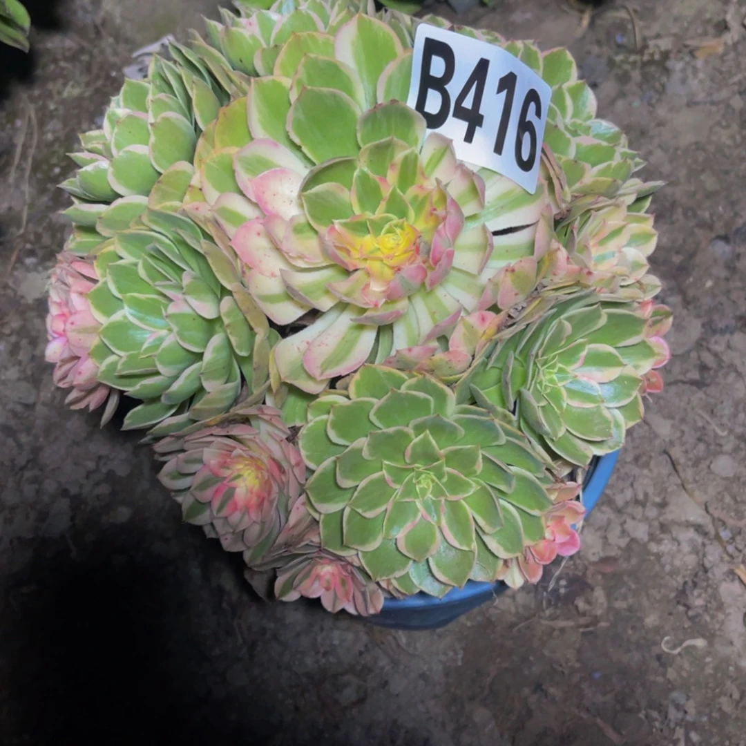 海燕法师26//////36包邮