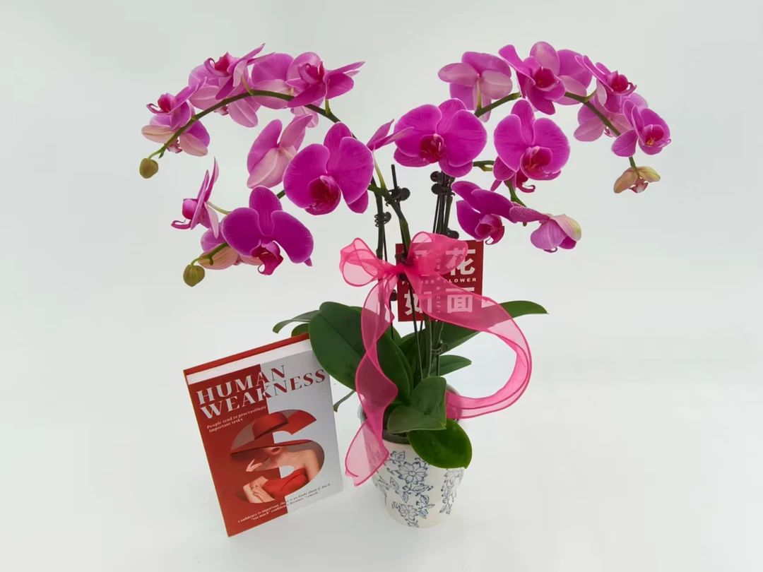 蝴蝶兰【恭喜发财】花苗盆栽带花剑花苞客厅室内四季好养观赏花卉