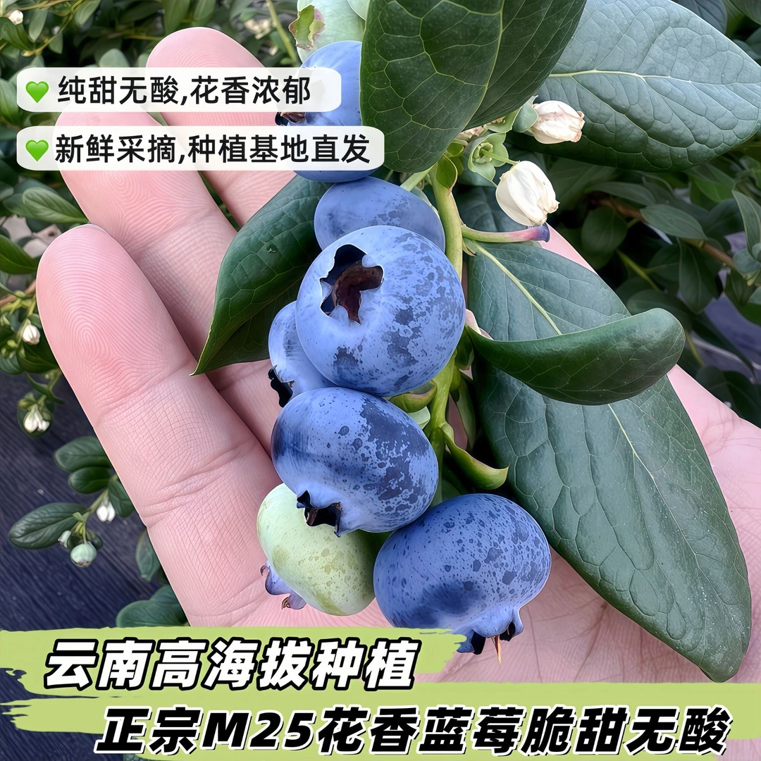 【镇店之宝】云南高原种植25花香蓝莓鲜果脆甜无酸基地直发