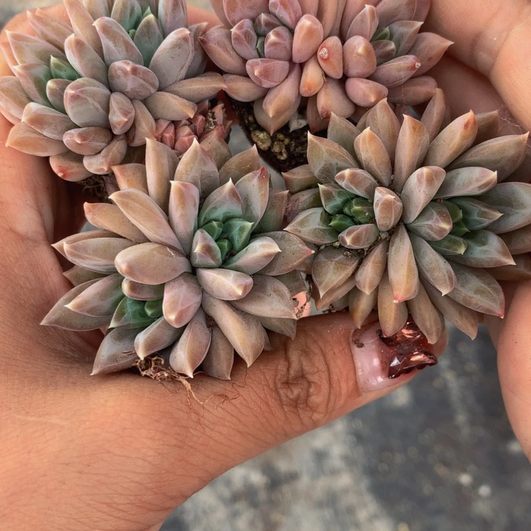 k钻双头3颗 （满9.99包邮不满9.99发叶子）