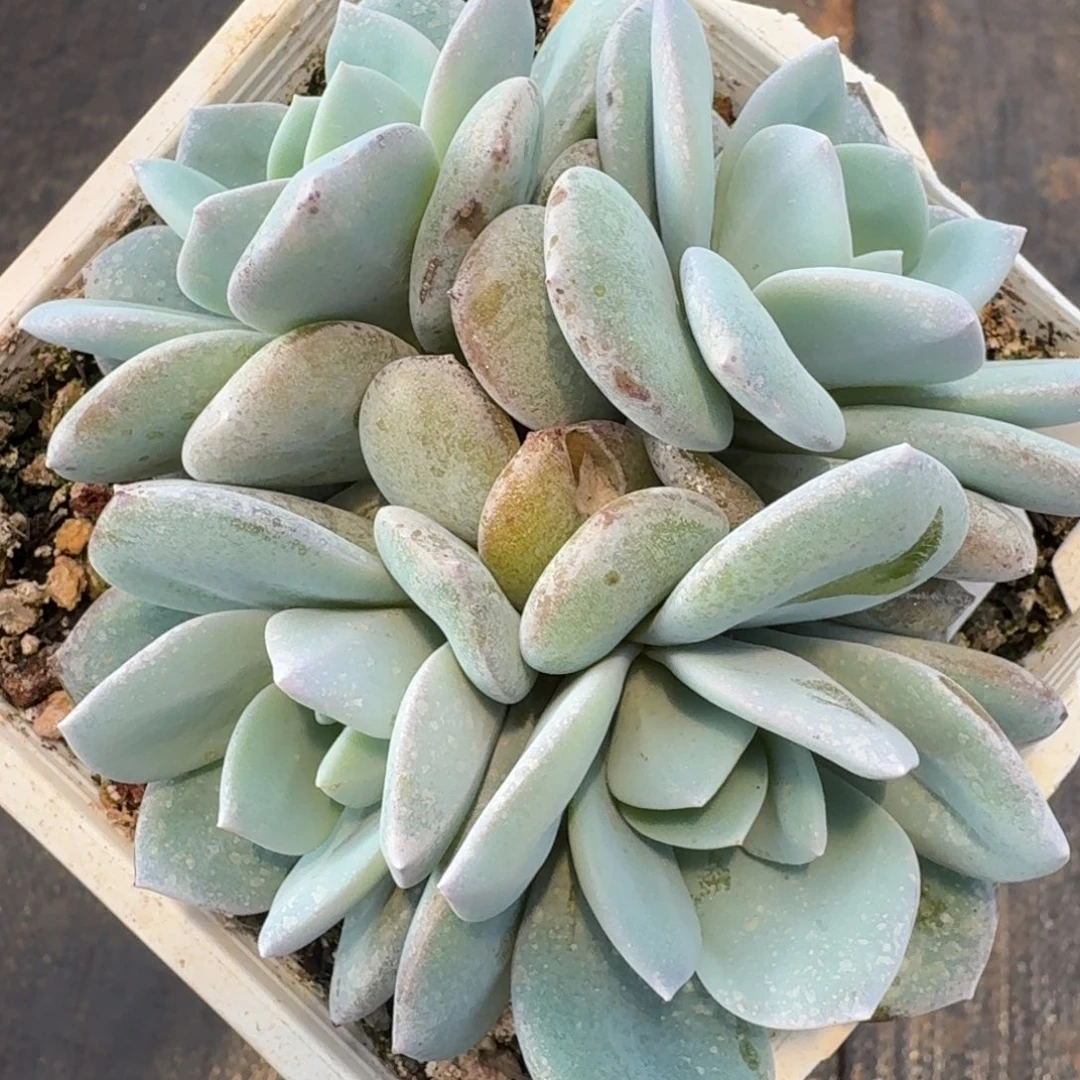 15韩版奶茶4头无砍