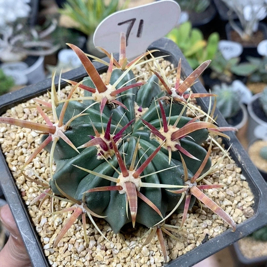 71号实生宽刺日出7.7cm