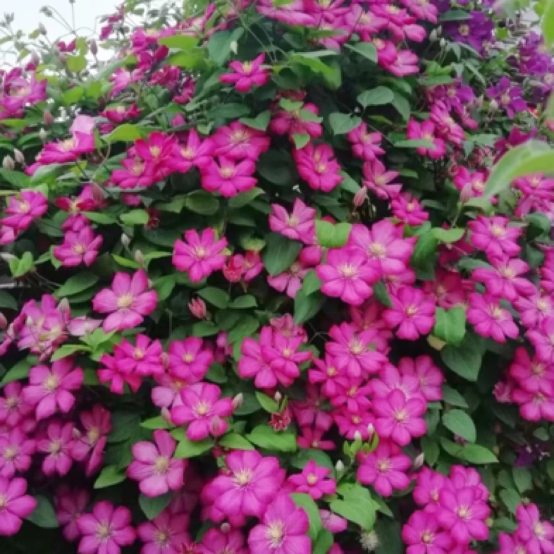 起初园艺耐寒铁线莲里昂村庄庭院阳台攀援花卉盆栽地栽观赏植物