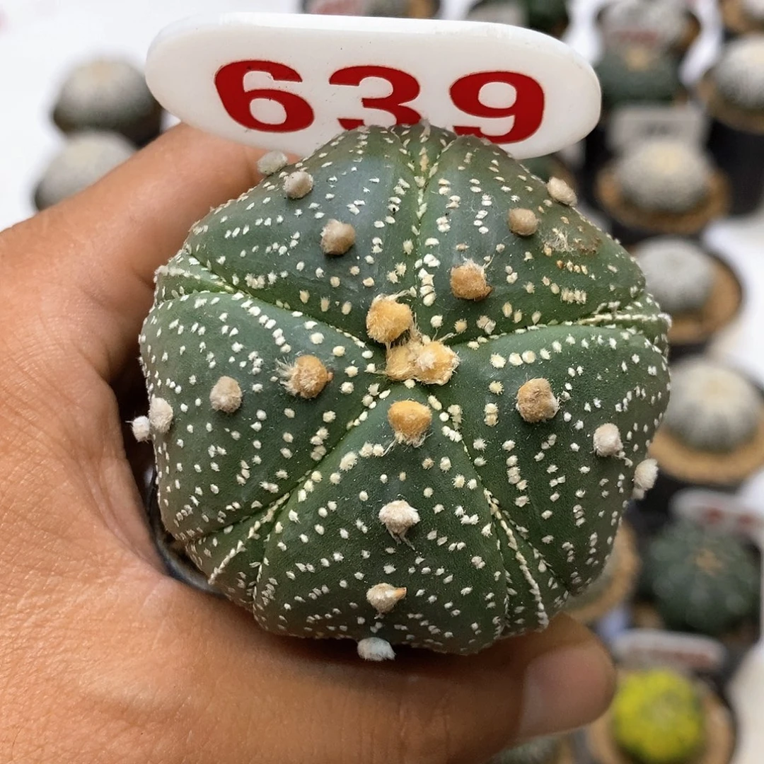 639福利特价来了哦吼吼