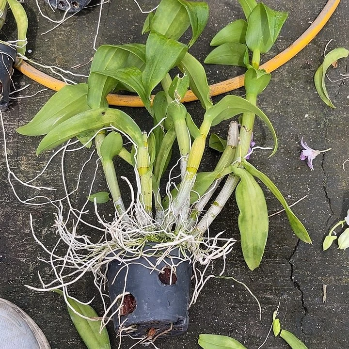 当前无花朵，栽培后可花朵白嘴猫500