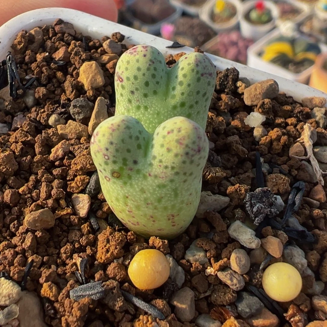 0142多肉植物种类多样