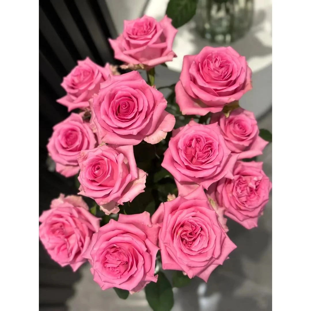 套餐66 苏醒10支+粉腊梅一小把+蓝色绣球一支+白色单瓣紫罗兰一把