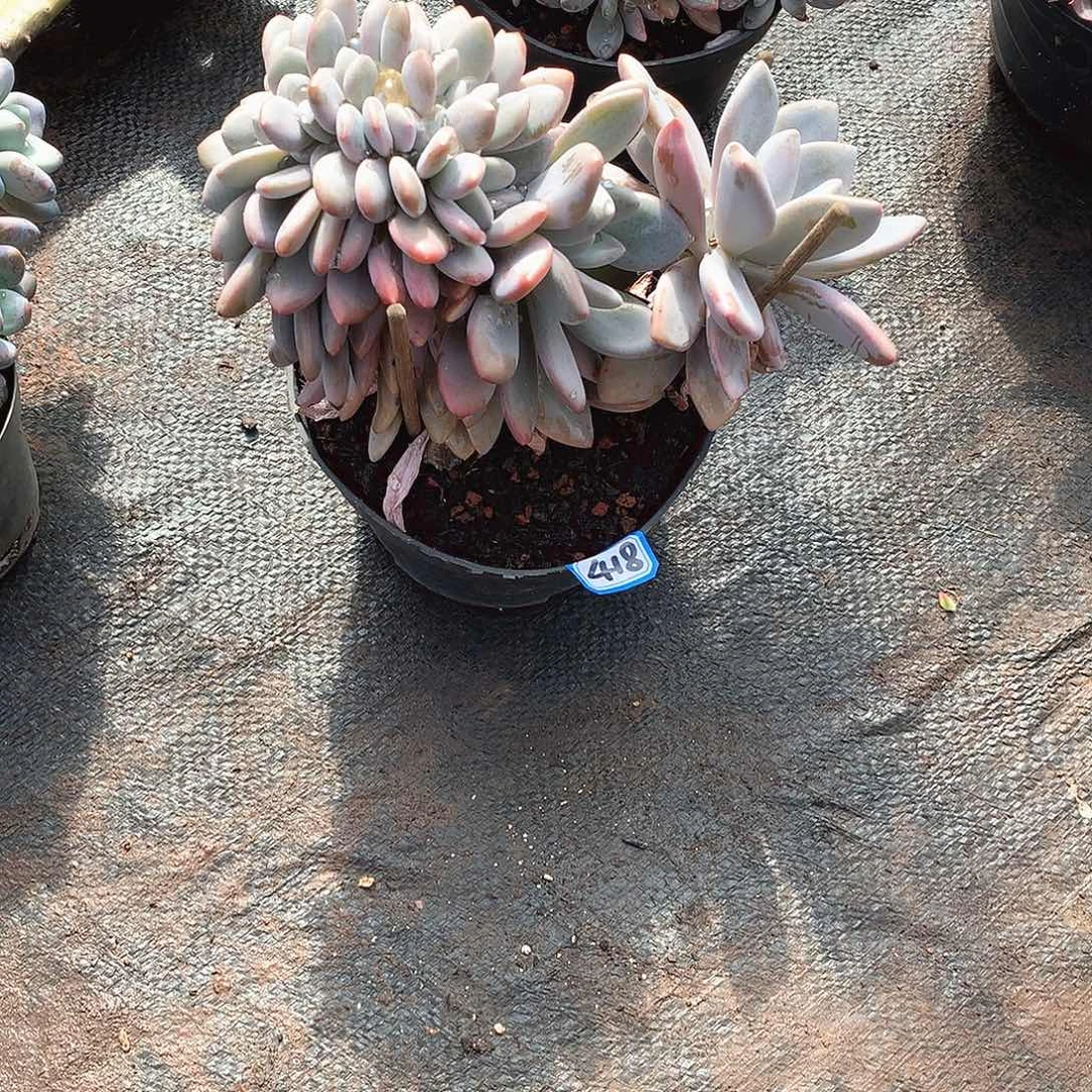 418粉兔缀 一物一拍多肉