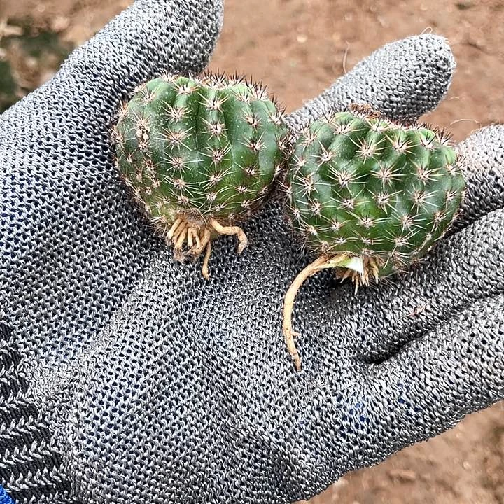 我****你洛洛侧芽2颗