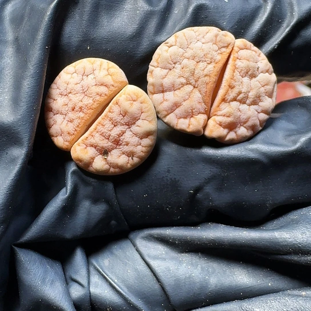 杠*生石花等111111。  227