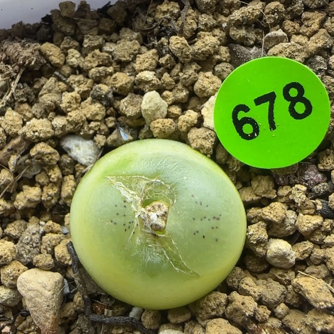 拉登1.6+有疤多肉678