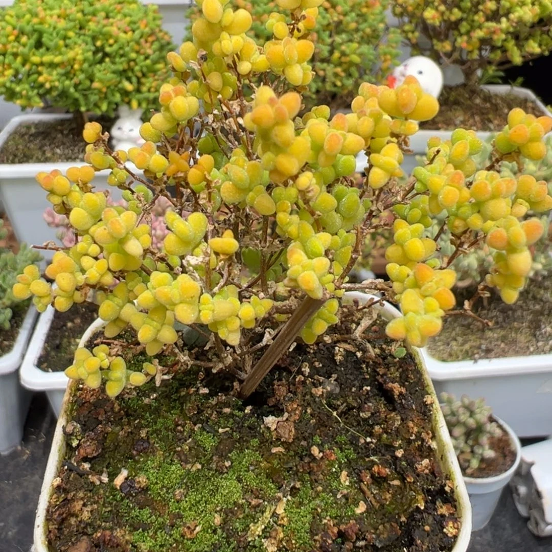 D7800黄金莱斯开播福利