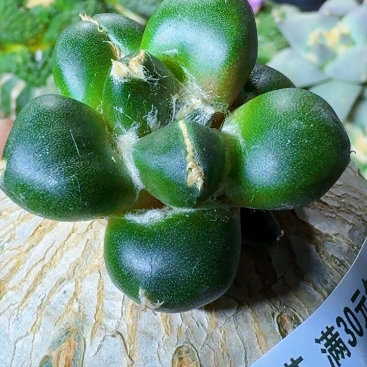 无花朵苗接光蛋562