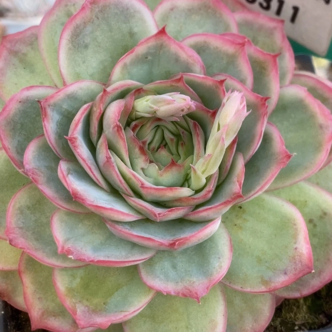 311侧影玫瑰锦锦锦锦锦锦