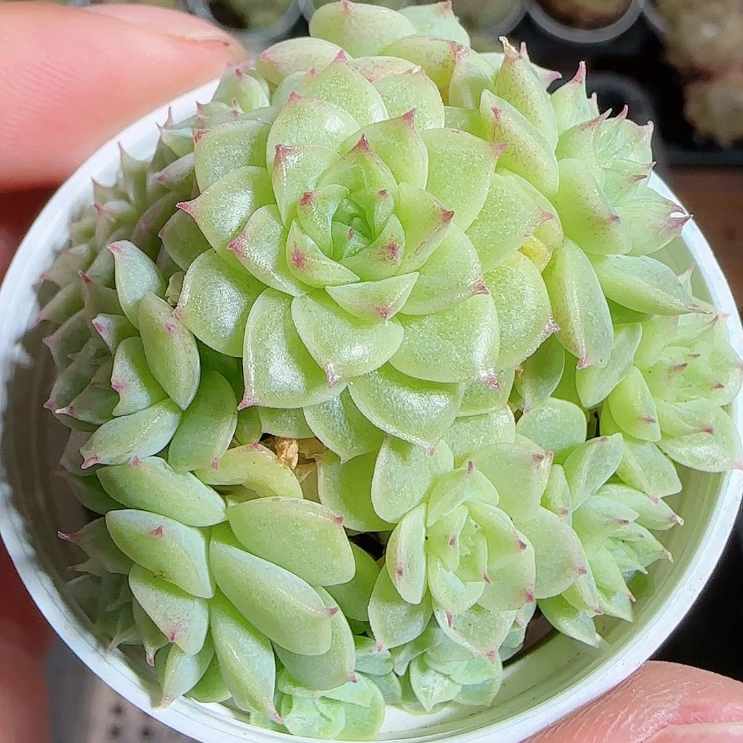 1111----784麦秆群