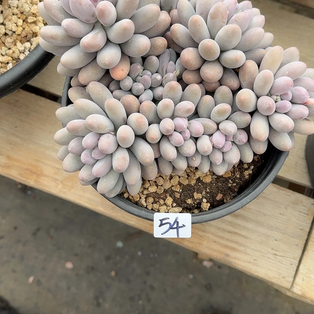 54 号汤圆多肉植物 0000