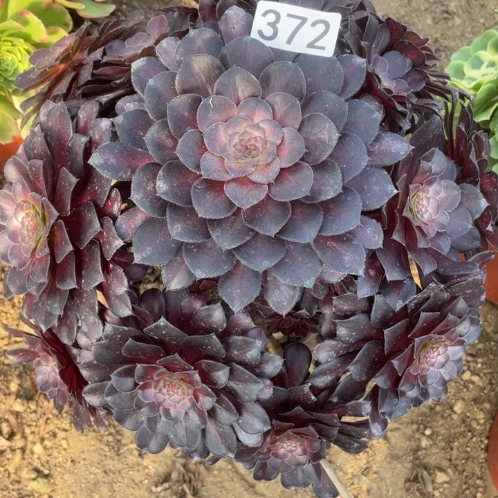 无花朵372月亮石多肉植物
