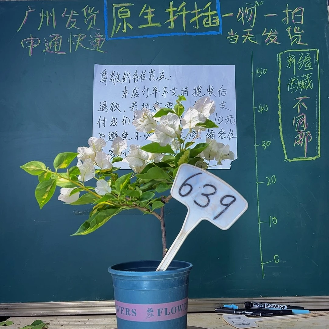 当前无花栽培后可以开花金心黄白639