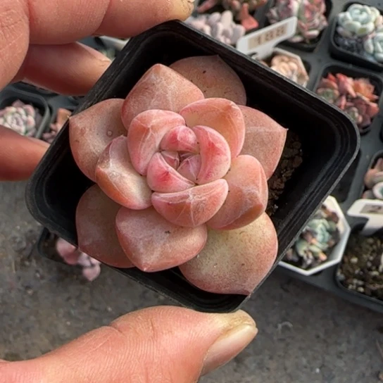 204新品珍妮多肉植物多