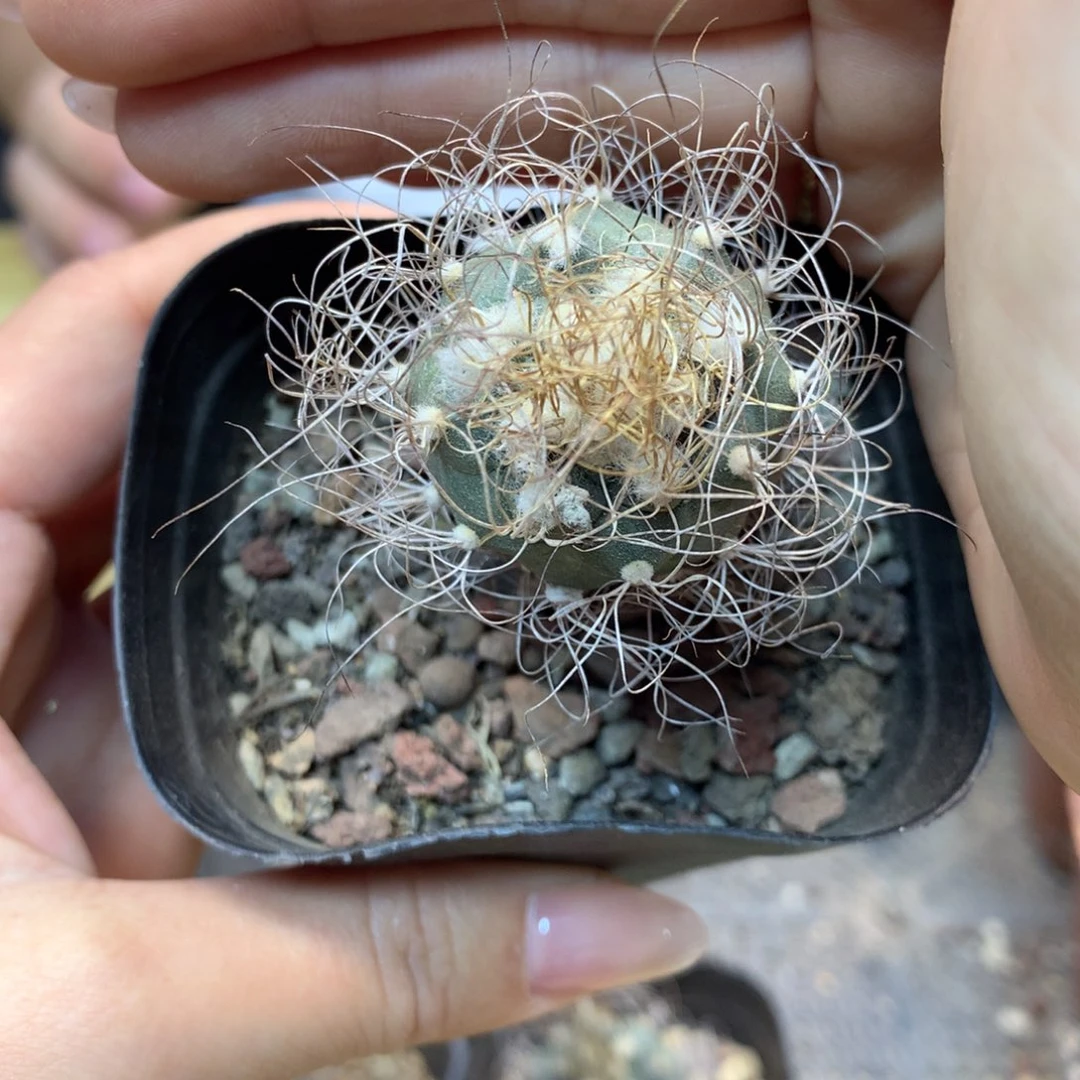 实生 老桩 草刺娇丽整体3公分起发带盆土